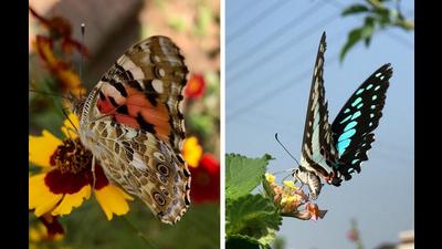 A Painted Lady and Blue Tiger sip nectar in the Gills’ garden. (PHOTOS: LT COL RS GILL (RETD))