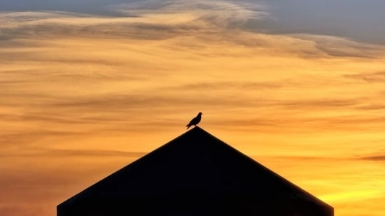 This image of a bird sitting atop a house during sunset has been shot by Parag Jaiin.(Parag Jaiin)