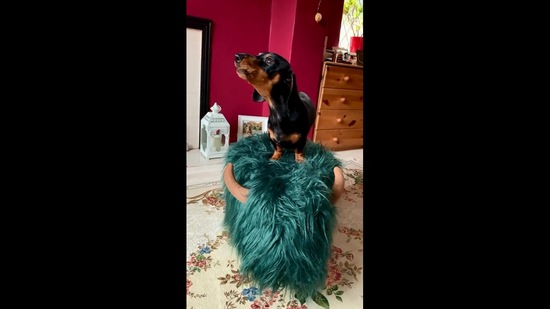 The image shows the miniature dachshund named Sidney.(Instagram/@sidney_minisausage)