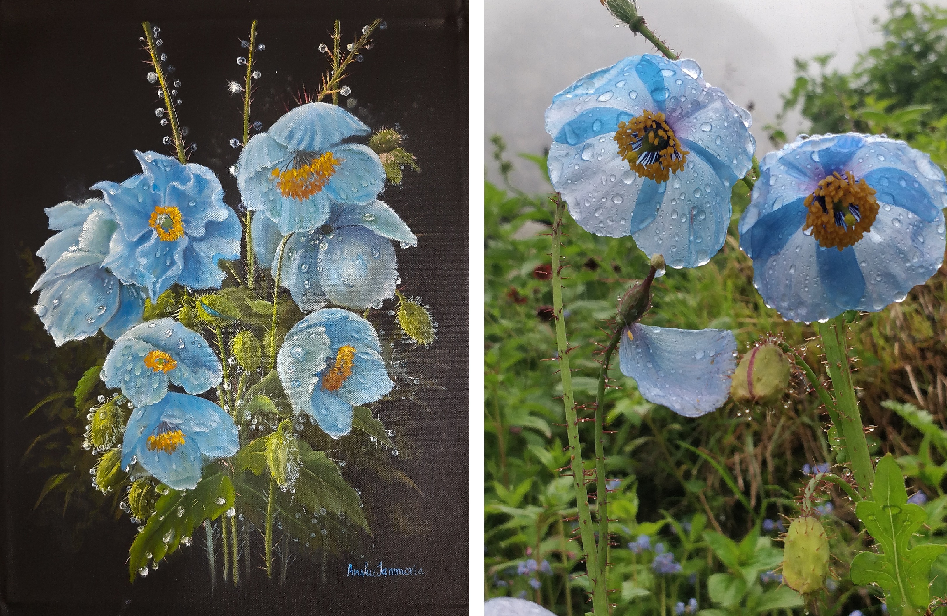 A painting of ‘dewdrops on poppies’ by Dr. Anshu Jammoria and (on right) Saurabh Ranade’s photo of monsoon drops on poppies, Hemkunt Sahib trek, Uttarakhand.