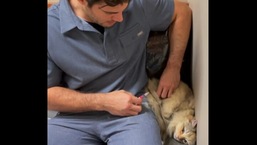 The image shows the kitty getting the vaccine.