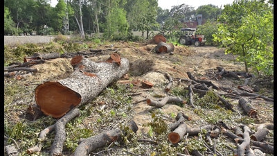 The trees are spread over 7.6 hectare; the forest department claims it will develop greenery over 20 hectare to maintain ecological balance. (HT FILE PHOTO FOR REPRESENTATIONAL PURPOSES ONLY)
