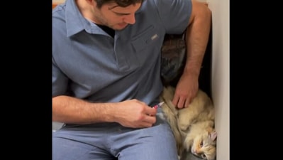 The image shows the kitty getting the vaccine. (Facebook/Dr. Evan Antin) The image shows the kitty getting the vaccine. (Facebook/Dr. Evan Antin)