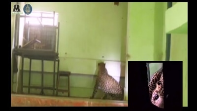 The image shows the adult male leopard trapped in the school canteen in Maharashtra. (Instagram/@wildlife.sos) The image shows the adult male leopard trapped in the school canteen in Maharashtra. (Instagram/@wildlife.sos)