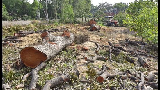 The trees are spread over 7.6 hectare; the forest department claims it will develop greenery over 20 hectare to maintain ecological balance. (HT FILE PHOTO FOR REPRESENTATIONAL PURPOSES ONLY)