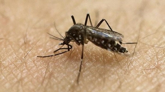 None of the infected patients in the state are admitted in hospital and all are stable as well, a government release stated. None of the infected patients in the state are admitted in hospital and all are stable as well, a government release stated.