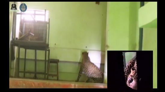 The image shows the adult male leopard trapped in the school canteen in Maharashtra.(Instagram/@wildlife.sos)