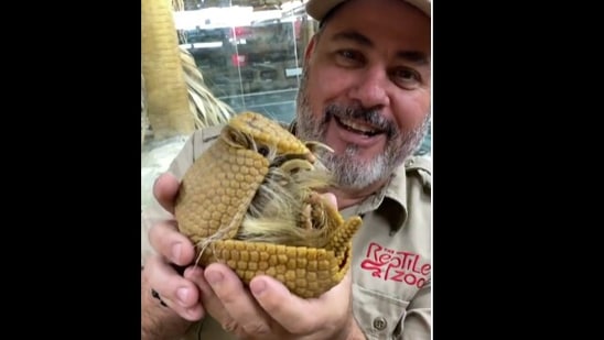 The image shows the armadillo.(Instagram/@jayprehistoricpets) The image shows the armadillo.(Instagram/@jayprehistoricpets)