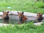During the brief period it was opened in April, the zoo had allowed only 2,000 visitors -- 1,000 in each shift -- in the premises.(ANI) During the brief period it was opened in April, the zoo had allowed only 2,000 visitors -- 1,000 in each shift -- in the premises.(ANI)