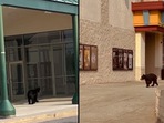 The images show the black bear spotted at the mall.(Facebook/@College Square Mall) The images show the black bear spotted at the mall.(Facebook/@College Square Mall)