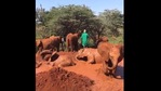 The image shows baby elephants playing in the mud.(Twitter/@SheldrickTrust) The image shows baby elephants playing in the mud.(Twitter/@SheldrickTrust)