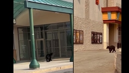The images show the black bear spotted at the mall.