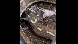 The image shows the snake swallowing mice with both the mouths.