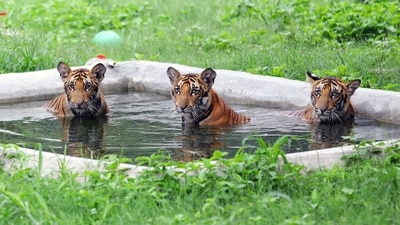 During the brief period it was opened in April, the zoo had allowed only 2,000 visitors -- 1,000 in each shift -- in the premises. (ANI) During the brief period it was opened in April, the zoo had allowed only 2,000 visitors -- 1,000 in each shift -- in the premises. (ANI)