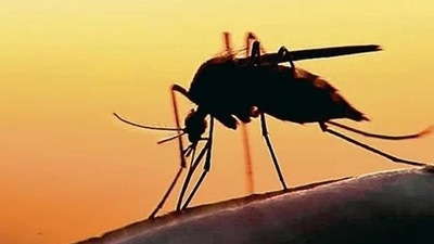 With three more positive cases, the number of Zika virus infections in Kerala reached 51 on Monday. (Representational image)