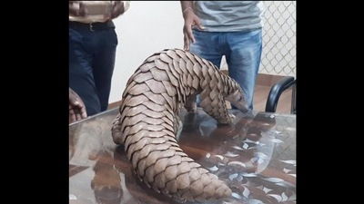 During the last 1 year, Odisha Police's STF has seized 3 live pangolins and 10 kg pangolin scales. (ANI) During the last 1 year, Odisha Police's STF has seized 3 live pangolins and 10 kg pangolin scales. (ANI)