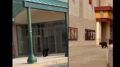 The images show the black bear spotted at the mall. (Facebook/@College Square Mall) The images show the black bear spotted at the mall. (Facebook/@College Square Mall)