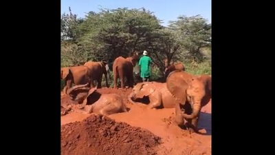 The image shows baby elephants playing in the mud. (Twitter/@SheldrickTrust) The image shows baby elephants playing in the mud. (Twitter/@SheldrickTrust)