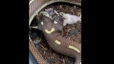 The image shows the snake swallowing mice with both the mouths. ( Instagram/@snakebytestv)