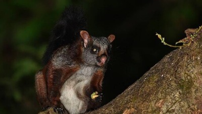 Indian Giant Flying Squirrel: Majority of these species are found in the northeastern states of India. They have been classified as Data Deficient by the IUCN since not much is known about them.  (Instagram/@bonedocks)