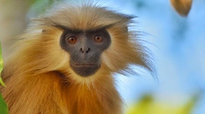 Golden Langur: Also known as Gee's golden langur are found in western Assam and Bhutan. Their fur changes colour according to seasons.  (Instagram/@aviantrails)