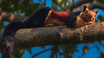 Indian Giant Squirrel: Also known as Malabar giant squirrel or Shekru is one of the largest squirrels on earth. They are native to India and feed mostly on fruits, flowers, nuts and tree bark. ⁣ It is a diurnal, arboreal, and mainly herbivorous squirrel.  (Instagram/@chandrasekar_rathnam)