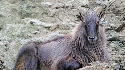 Himalayan Tahr: The famous Himalayan Tahr is native to the Himalayas in southern Tibet, northern India, and Nepal. They lose their dense reddish fur in the spring. They have been listed as 'near threatened' by IUCN Red List as their population is declining due to hunting and habitat loss. (Unsplash) Himalayan Tahr: The famous Himalayan Tahr is native to the Himalayas in southern Tibet, northern India, and Nepal. They lose their dense reddish fur in the spring. They have been listed as 'near threatened' by IUCN Red List as their population is declining due to hunting and habitat loss. (Unsplash)
