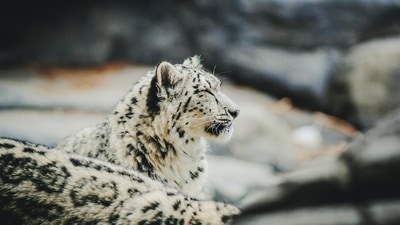 Snow Leopard: This magnificent creature is found in the mountains of India's Himalayas, Ladakh and Jammu and Kashmir. They can thrive in the most extreme environments. (Unsplash) Snow Leopard: This magnificent creature is found in the mountains of India's Himalayas, Ladakh and Jammu and Kashmir. They can thrive in the most extreme environments. (Unsplash)