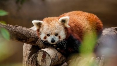 Red Panda: These adorable little mammals are found in Sikkim, western Arunachal Pradesh, Darjeeling, and parts of Meghalaya. (Unsplash) Red Panda: These adorable little mammals are found in Sikkim, western Arunachal Pradesh, Darjeeling, and parts of Meghalaya. (Unsplash)