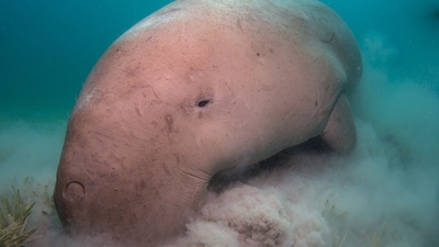 Dugong: These marine mammals are herbivorous and feed on seagrass. They have limited vision and acute hearing within narrow sound thresholds. (Unsplash) Dugong: These marine mammals are herbivorous and feed on seagrass. They have limited vision and acute hearing within narrow sound thresholds. (Unsplash)
