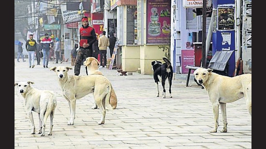 In 2009 and 2010, Himmat Singh Grewal, a dog lover, had initiated a sterilisation project. (HT Photo)