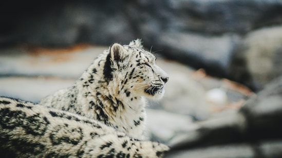 Photos: 7 exotic and rare animal species you didn't know existed in India | Hindustan Times Photos: 7 exotic and rare animal species you didn't know existed in India | Hindustan Times