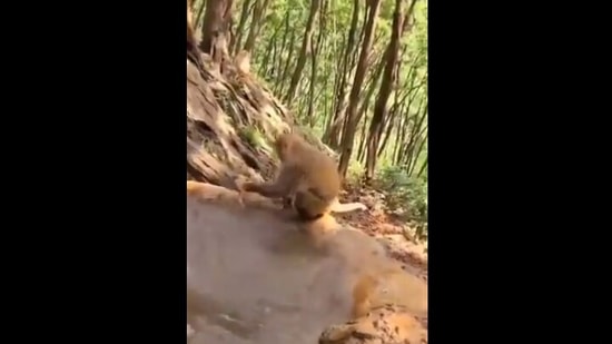 The image shows the mama monkey with its baby.(Twitter/@susantananda3) The image shows the mama monkey with its baby.(Twitter/@susantananda3)
