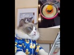 The image shows Puff the kitty watching a cooking hack.(Instagram/@thatlittlepuff) The image shows Puff the kitty watching a cooking hack.(Instagram/@thatlittlepuff)