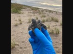 The image shows the rare two-headed baby turtle.