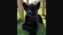 The image shows a jaguar named Maya as a cub.