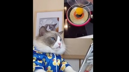 The image shows Puff the kitty watching a cooking hack.