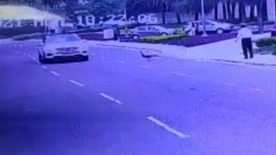 The peacock died after being hit by the car. (CCTV footage) The peacock died after being hit by the car. (CCTV footage)