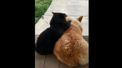 The image shows the dog and the cat hanging out together. (Screengrab)