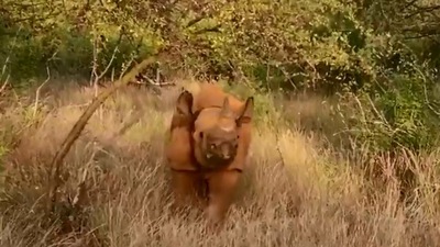 The image shows the black rhino named Apollo. (Twitter/@SheldrickTrust)
