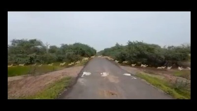 The video shared by PM Modi shows the blackbucks crossing a road. (Twitter/@InfoGujarat)