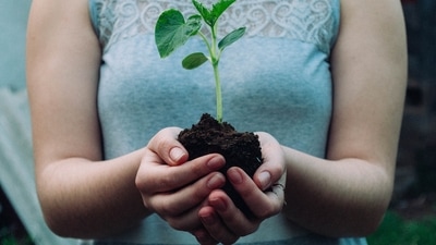 Plant and treasure trees: Try planting a tree every month as well as encourage your friends and colleagues to do the same. (Unsplash)