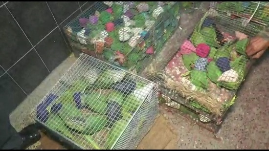 The trafficked birds were crammed in cages in one of the reserved compartments of the train headed to Kolkata in West Bengal from Bihar. (Courtesy- Railway Protection Force) The trafficked birds were crammed in cages in one of the reserved compartments of the train headed to Kolkata in West Bengal from Bihar. (Courtesy- Railway Protection Force)