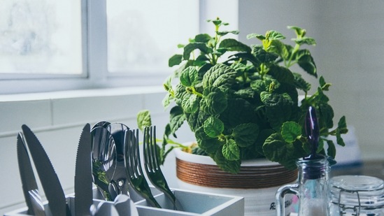 Kitchen garden: Start growing your vegetables and fruits. It will not just save you a lot of money but will also make you eat healthily. You can also make a small kitchen garden where you can grow herbs and micro-greens.(Unsplash)