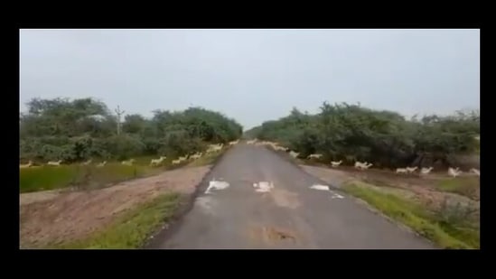 The video shared by PM Modi shows the blackbucks crossing a road.(Twitter/@InfoGujarat) The video shared by PM Modi shows the blackbucks crossing a road.(Twitter/@InfoGujarat)