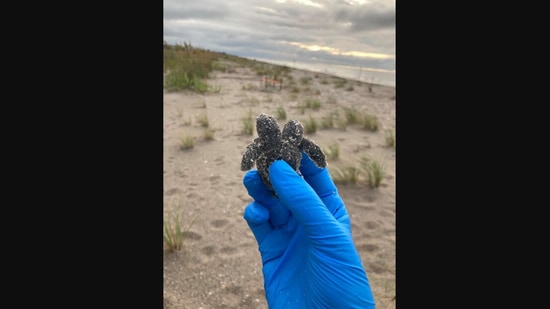 The image shows the rare two-headed baby turtle.(Facebook/@SC.State.Parks)
