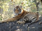 India made a marked comeback in its tiger conservation efforts, from nearing endangerment to now being home to over 2,967 tigers, 70% of the entire world's tiger population. (Photo via @narendramodi on Twitter) India made a marked comeback in its tiger conservation efforts, from nearing endangerment to now being home to over 2,967 tigers, 70% of the entire world's tiger population. (Photo via @narendramodi on Twitter)