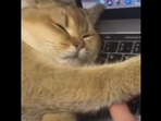 The image shows the cat sleeping on the laptop.(Reddit) The image shows the cat sleeping on the laptop.(Reddit)
