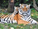 The numbers of the Wild Tiger dropped by more than 95% over the last 150 years, according to the World Wide Fund for Nature (WWF). Here are 10 of the best tiger reserves in India that are home to a large number of tiger population.
