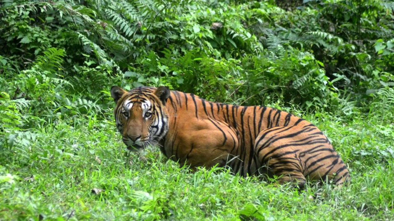 India s 14 Tiger Reserves Set Global Standard In Tiger Conservation 